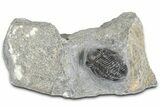 Detailed Gerastos Trilobite Fossil - Morocco #363934-3